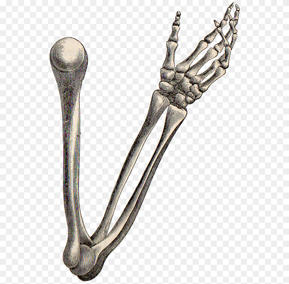 Drawings Of Arm Bones, Cutlery, Electronics, Hardware Free Png