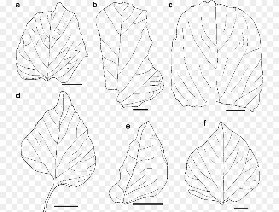 Drawings Of Leaves In Figs Line Art, Leaf, Plant, Food, Leafy Green Vegetable Png Image