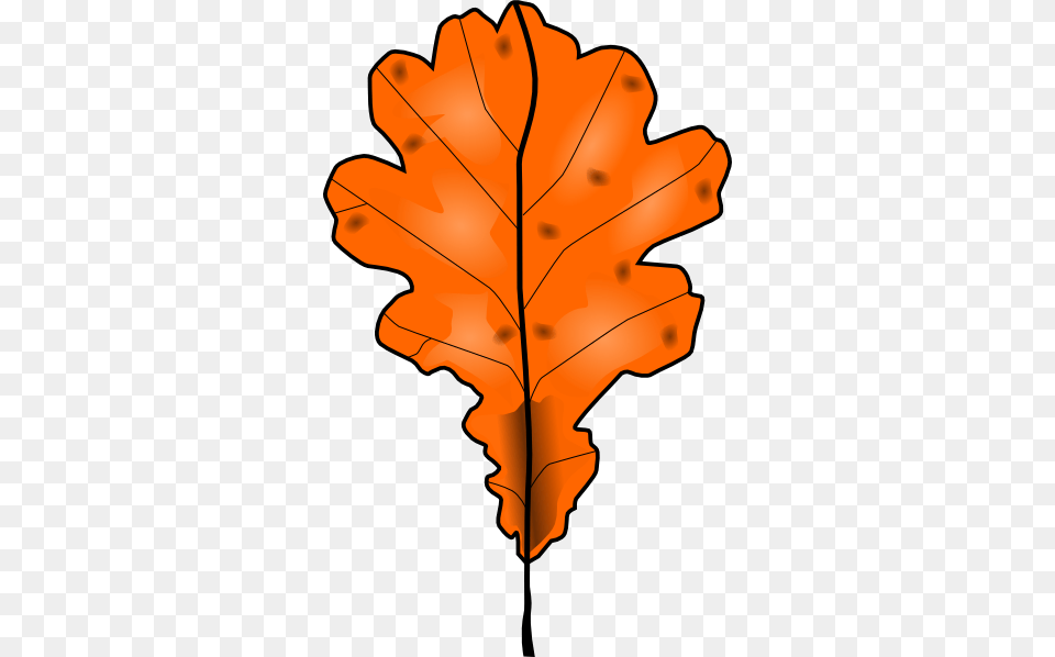 Drawings Of Nuts And Leaves Tree Leaf Clip Art, Plant, Dynamite, Maple Leaf, Weapon Free Transparent Png