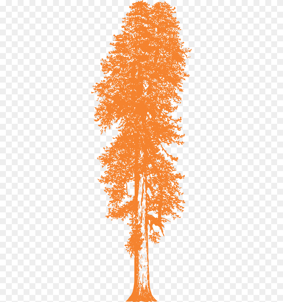Drawings Of Redwood Trees, Plant, Tree, Conifer, Person Png Image