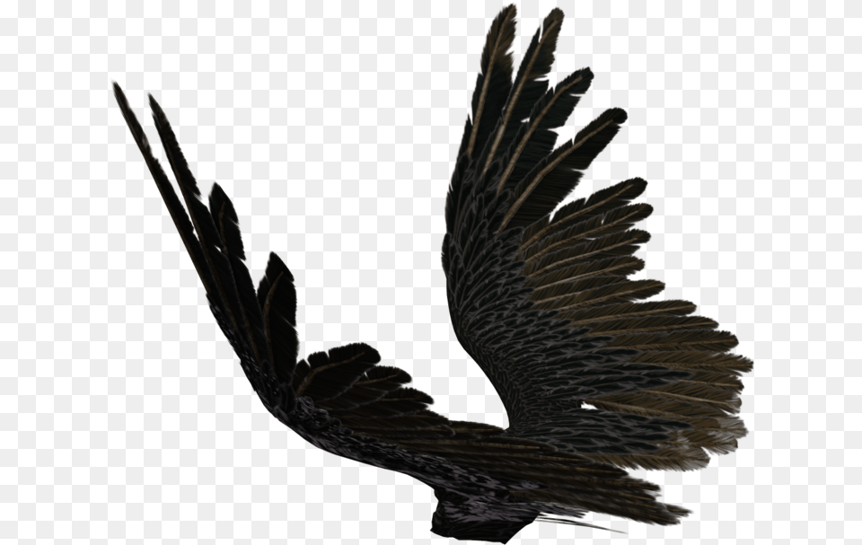 Drawn Angel Torn Wing Source Black Wings Side, Animal, Bird, Vulture, Blackbird Png