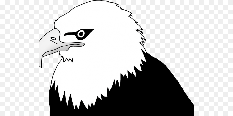 Drawn Bald Eagle Head Drawing, Animal, Bird, Beak, Bald Eagle Free Png Download