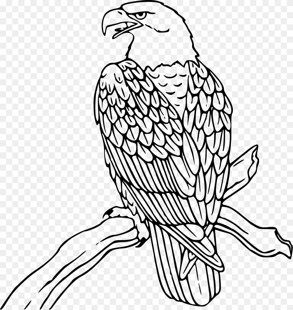 Drawn Bald Eagle Military Clipart Of Eagle Black And White, Person, Animal, Bird, Art Free Png