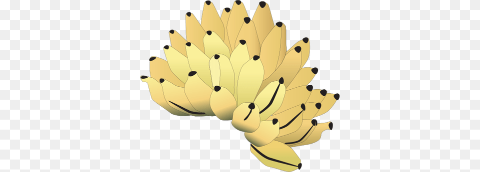 Drawn Banana Banana Bunch Banana Bunch Vector, Food, Fruit, Plant, Produce Png