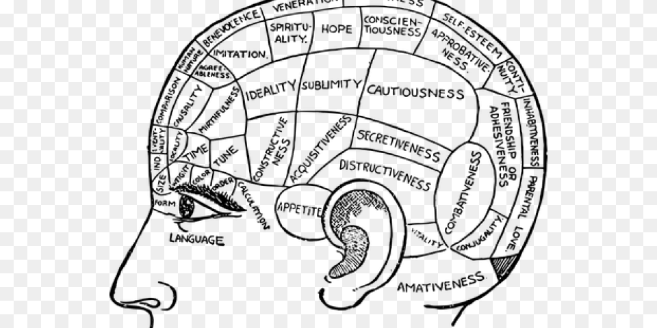 Drawn Brain Transparent Circle, Gray Free Png Download