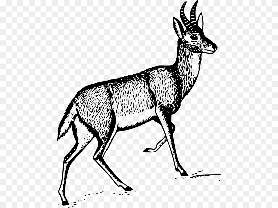 Drawn Buck Male Deer, Gray Png Image