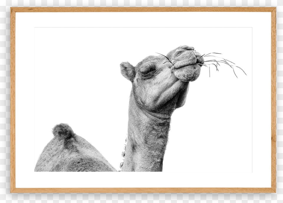 Drawn Camel Nomad Clip Art, Animal, Mammal, Cattle, Cow Free Png Download