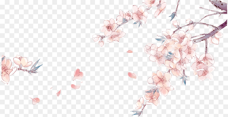 Drawn Cherry Blossom China Anime Cherry Blossom Background, Flower, Petal, Plant, Cherry Blossom Free Png Download