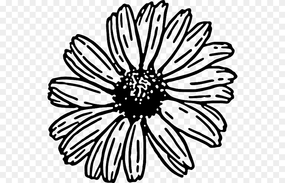 Drawn Daisy Daisy Plant Gerbera Daisy Clipart Black And White, Flower, Chandelier, Lamp Free Transparent Png