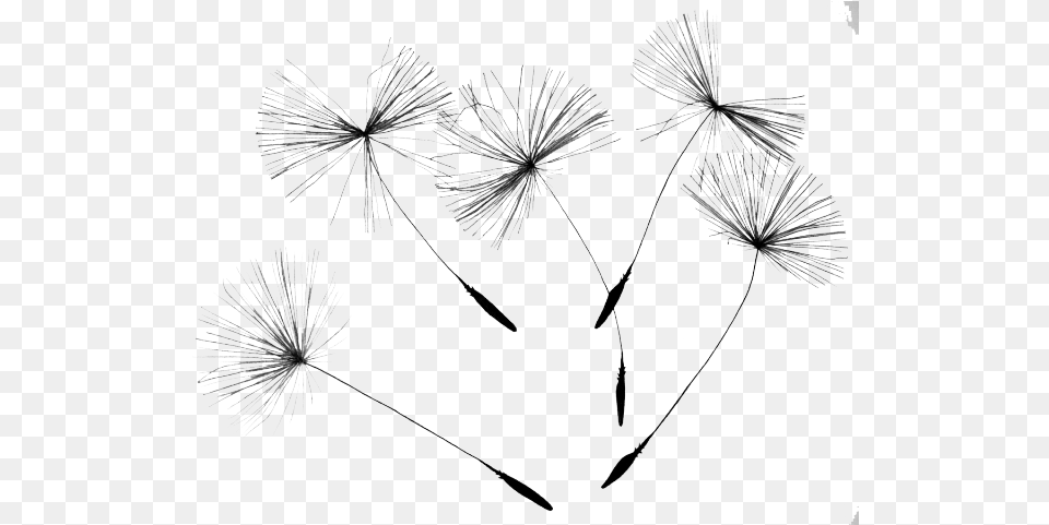 Drawn Dandelion Google Seeds From A Dandelion, Flower, Plant Free Png Download