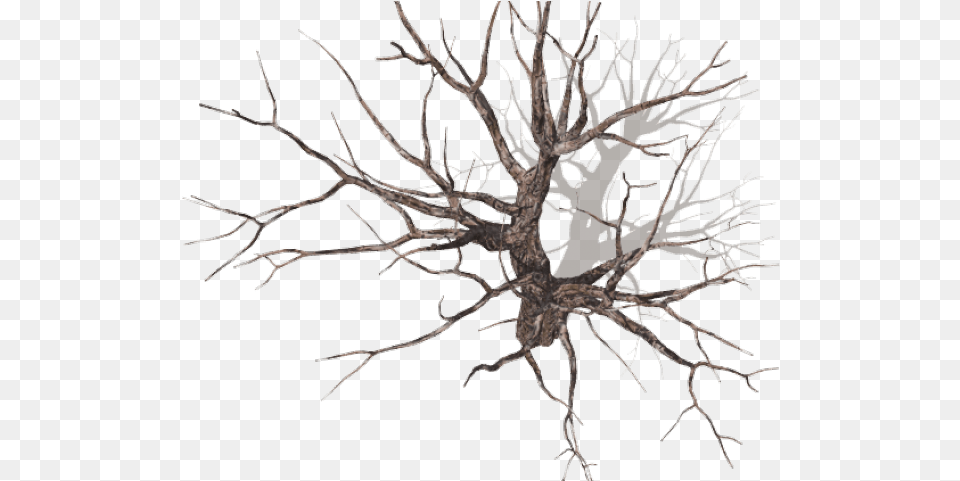 Drawn Dead Tree Tall Winter Tree Plan, Plant, Wood, Root, Animal Png Image