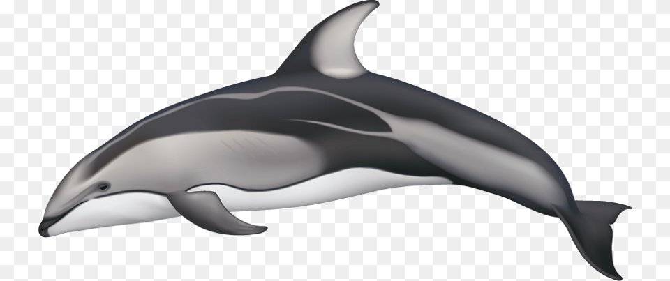 Drawn Dolphins Pacific White Sided Dolphin Pacific White Sided Dolphin Drawing, Animal, Mammal, Sea Life Free Transparent Png