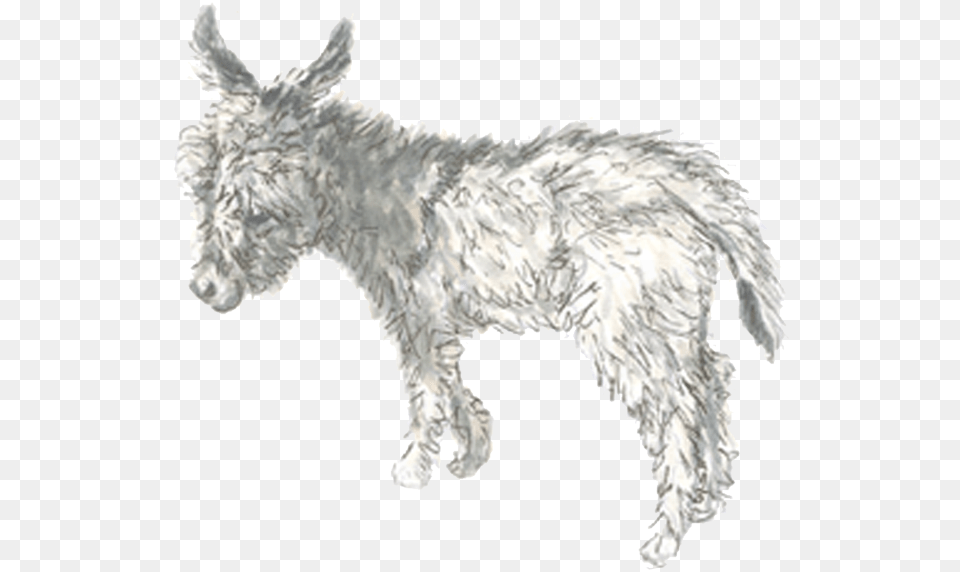 Drawn Donkey Burro Burro, Animal, Mammal, Bird Free Png Download