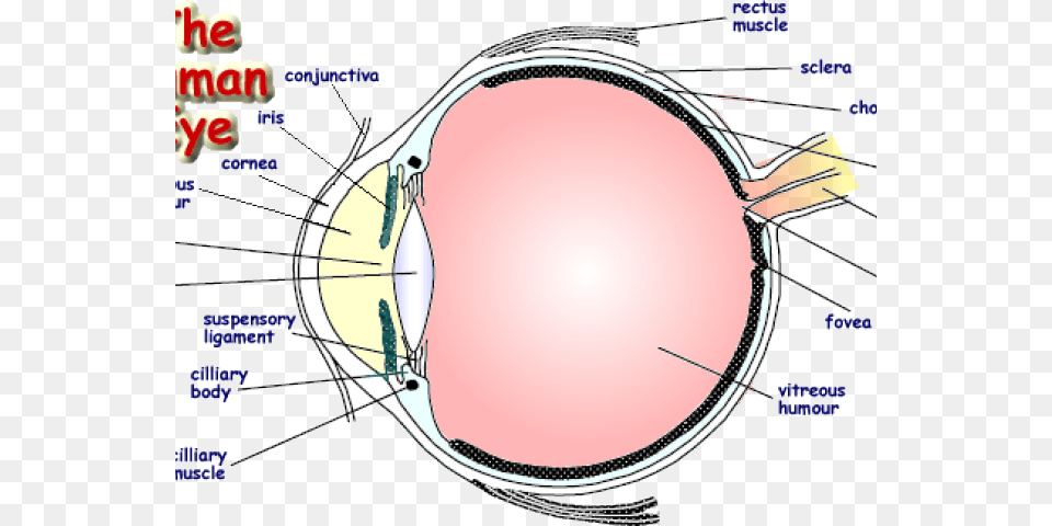 Drawn Eyeball Human Eye Labelled Diagram Of An Eye, Bow, Weapon Free Png
