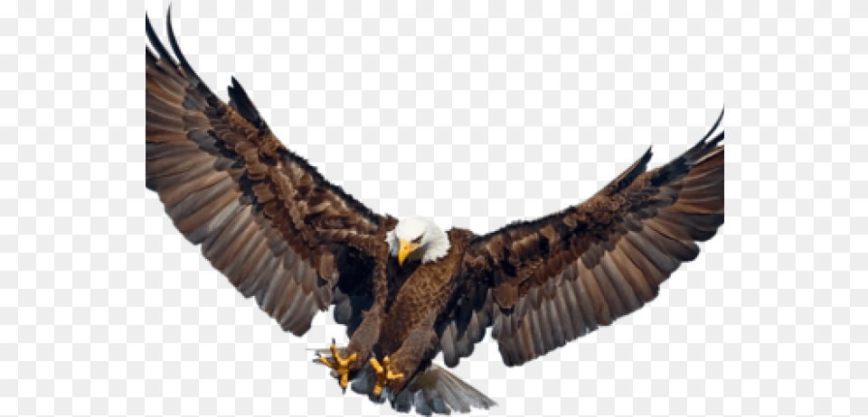 Drawn Falcon Eagle Wings Spread Eagle Spreading Wings, Animal, Bird, Flying, Bald Eagle Png