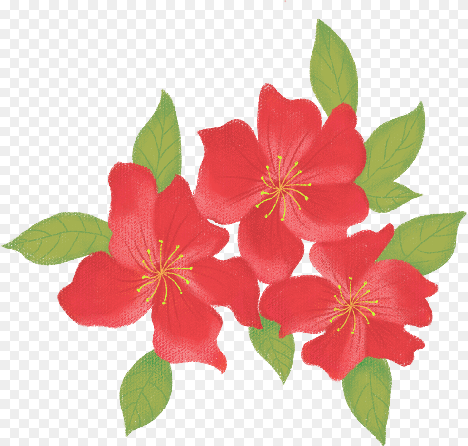 Drawn Flower Hand Drawn Wind Azalea Flower Commercial Flower Cartoon, Geranium, Petal, Plant, Leaf Free Png Download