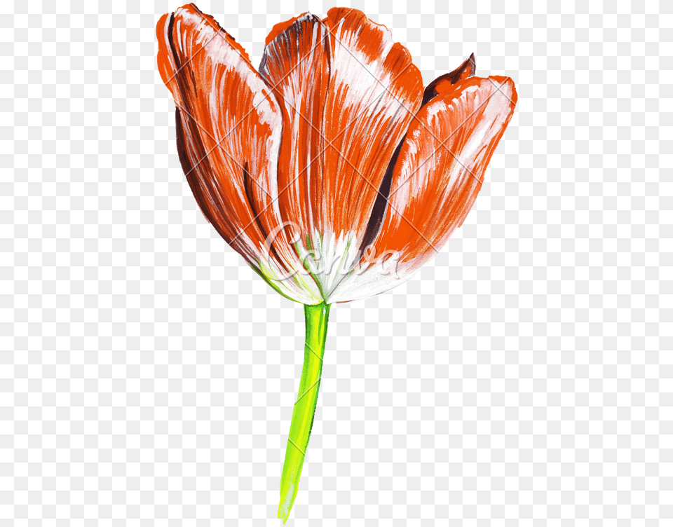 Drawn Flowers, Flower, Petal, Plant, Tulip Png Image