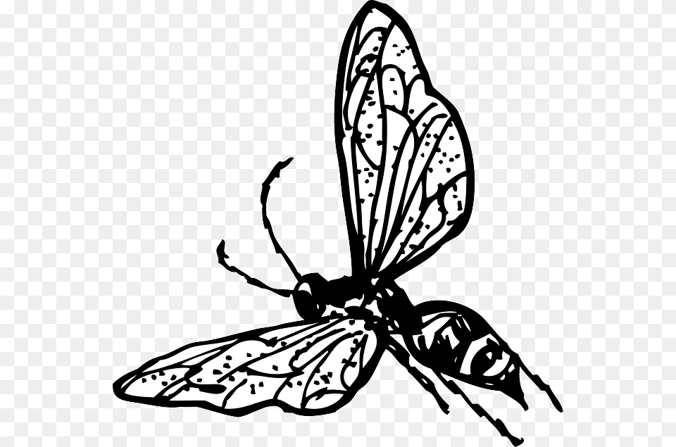 Drawn Fly Cartoon, Animal, Bee, Insect, Invertebrate Free Transparent Png