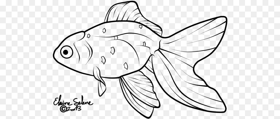 Drawn Gold Fish Line Gold Fish Line Drawing, Gray Free Png