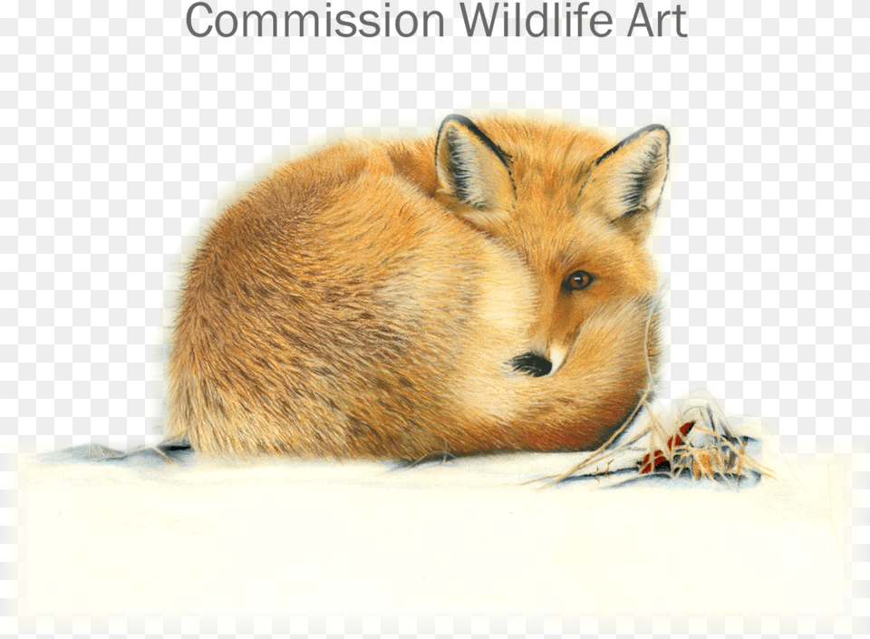 Drawn Hamster Fox, Animal, Bear, Mammal, Wildlife Png Image