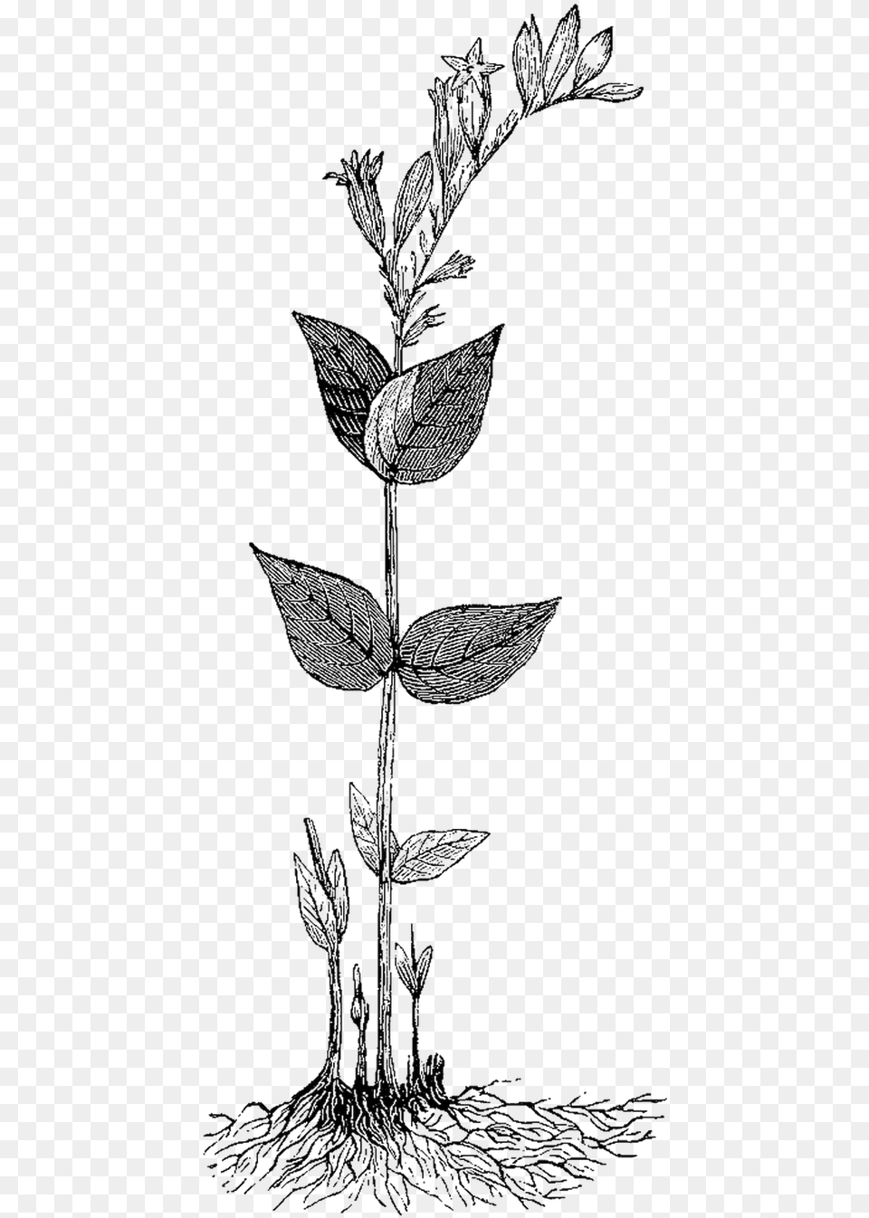 Drawn Herbs Aesthetic Rosa Glauca, Art, Drawing, Grass, Plant Png