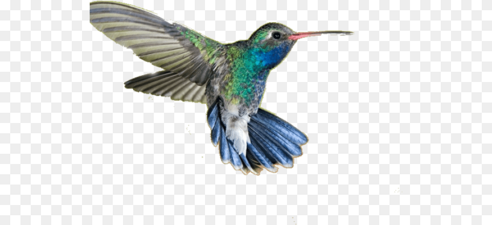 Drawn Hummingbird Transparent Humming Bird Hd, Animal Free Png Download