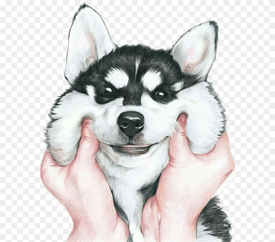 Drawn Husky Kawaii Husky Stickers, Animal, Canine, Dog, Mammal Png