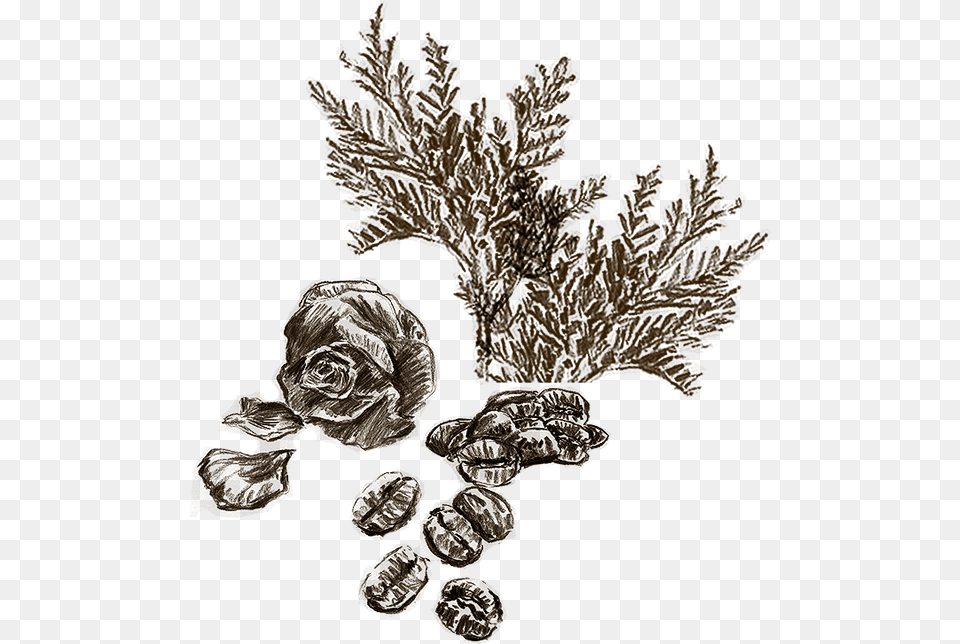 Drawn Illustration Image Of Cedar Leaves Rose Petals Illustration, Leaf, Plant, Art, Person Free Png