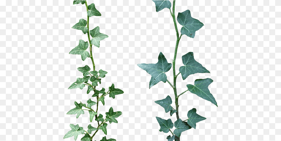 Drawn Ivy Ivy Crown Ivy, Leaf, Plant, Grass Free Png Download