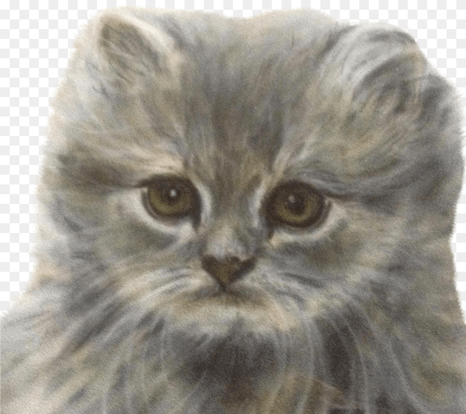 Drawn Kittens Persian Kitten Domestic Long Haired Cat Png Image