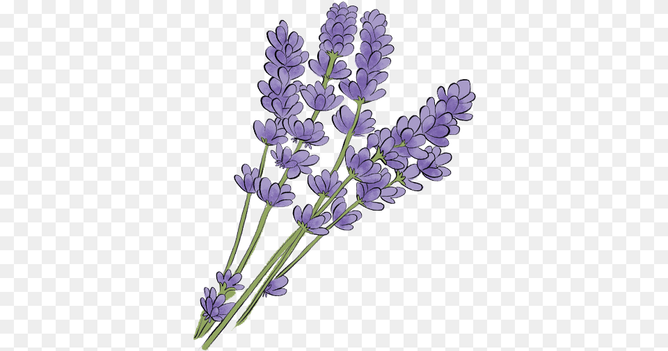 Drawn Lavender Transparent, Flower, Plant Free Png Download