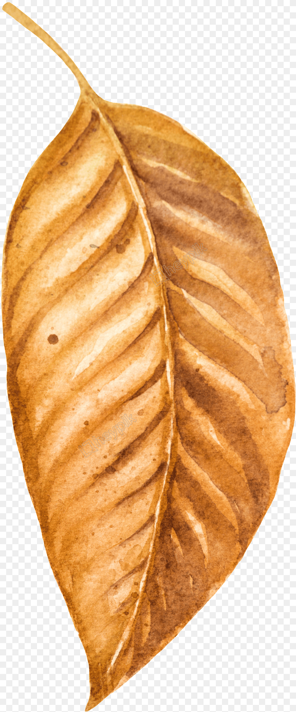 Drawn Leaf Dry Leave White Walnut, Plant, Tobacco, Person Png Image