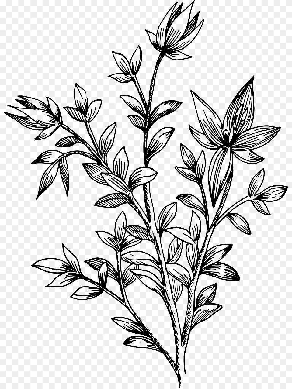 Drawn Leaves Transparent Drawing Flower And Leaves, Art, Floral Design, Graphics, Pattern Free Png
