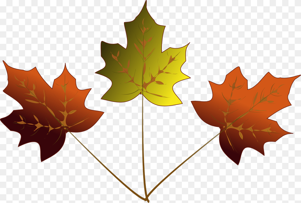 Drawn Maple Leaf 3 Maple Leafs Drawing, Maple Leaf, Plant, Tree Free Png
