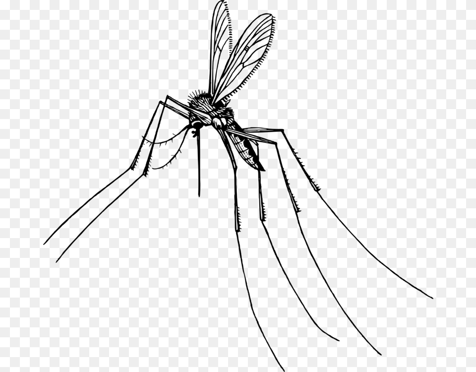 Drawn Mosquito Pencil Dragonfly, Gray Free Png Download