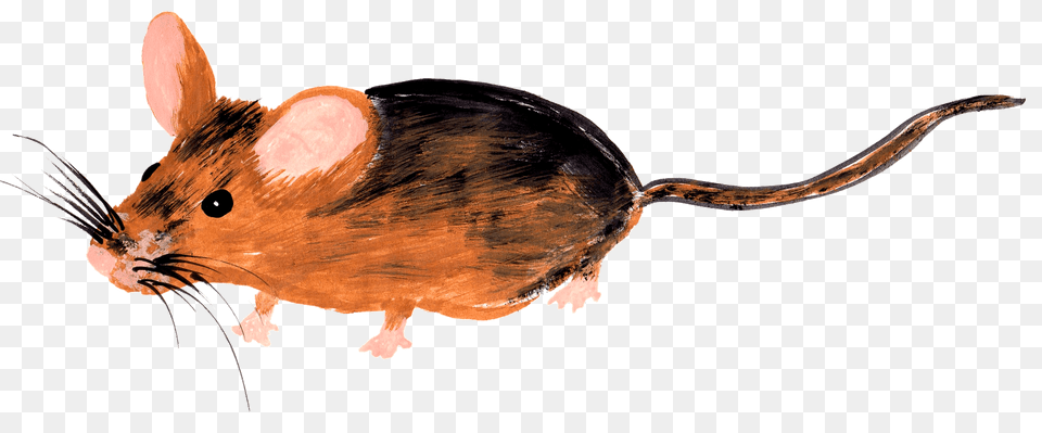 Drawn Mouse Clipart, Animal, Mammal, Rat, Rodent Free Png Download