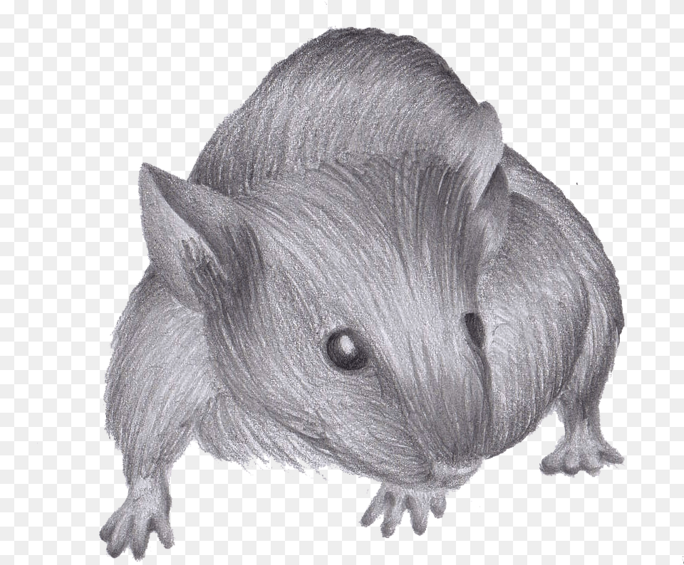 Drawn Mouse Real Life Pictures To Pin Drawing, Animal, Bird, Mammal, Rodent Free Png