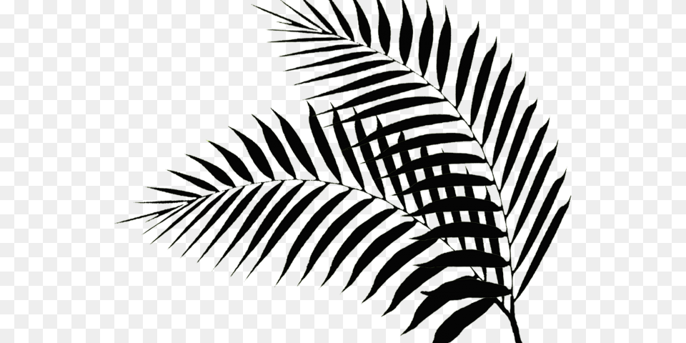 Drawn Palm Tree Palm Fronds, Fern, Leaf, Plant Png Image