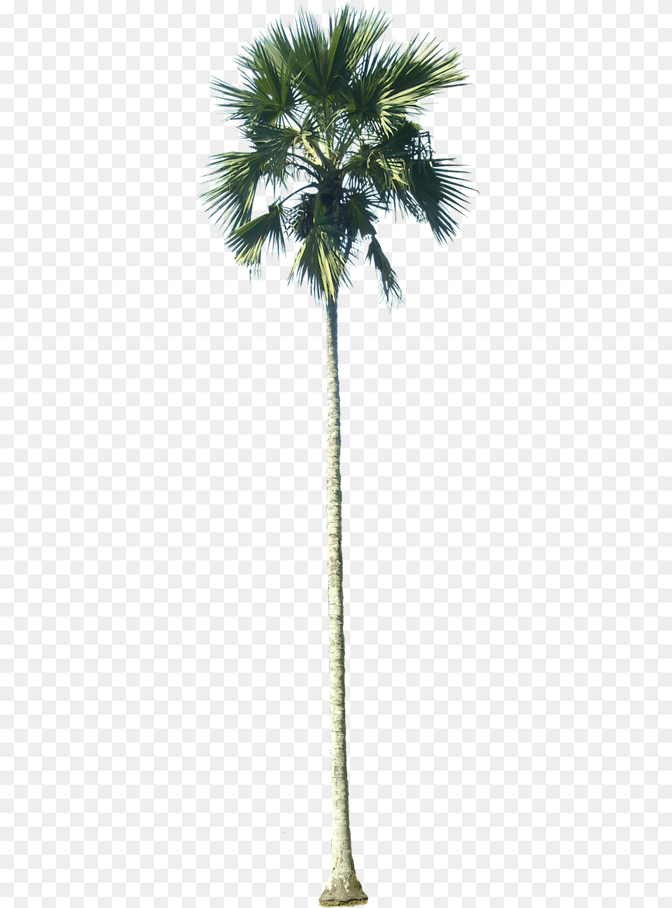 Drawn Palm Tree Tall Tree California Palm Tree, Palm Tree, Plant Free Transparent Png