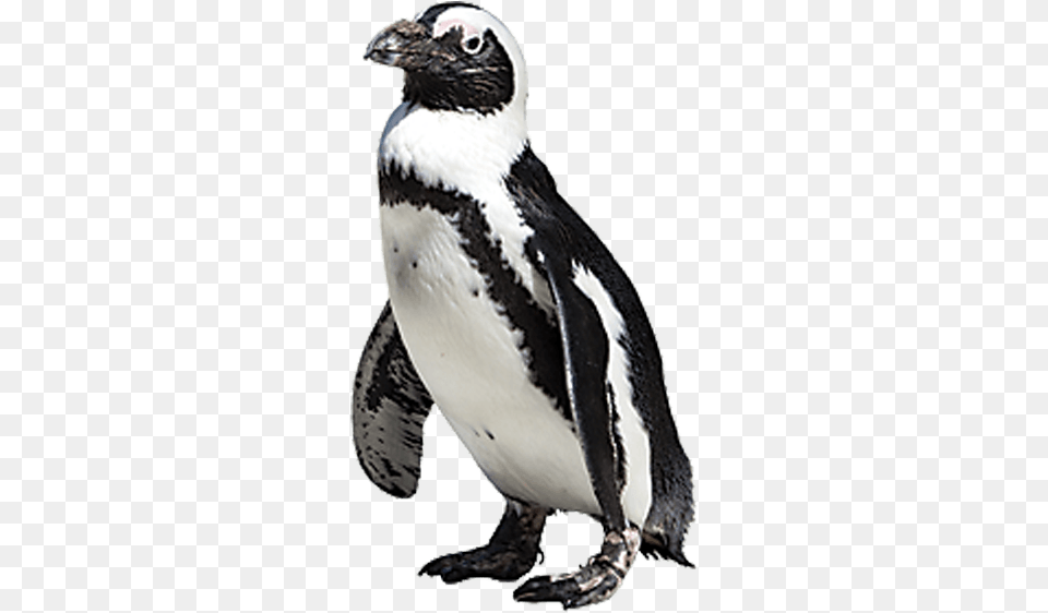 Drawn Penguin African Penguin African Penguin, Animal, Bird, Fish, Sea Life Png Image