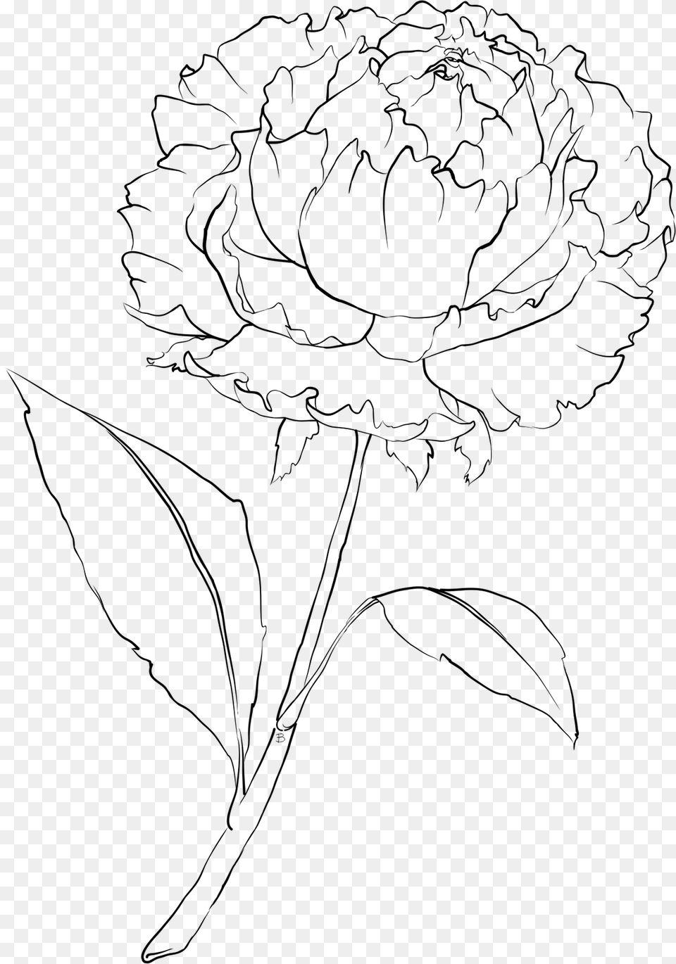 Drawn Peony Flower Simple Peony Flower Drawing, Gray Free Png