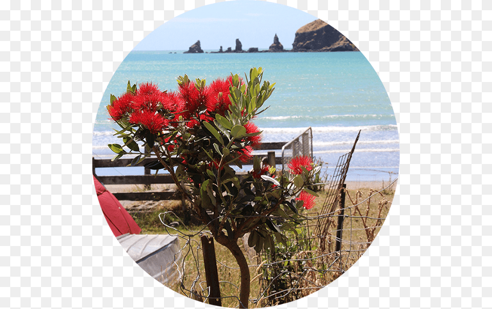 Drawn Pohutukawa Tree, Flower, Flower Arrangement, Flower Bouquet, Summer Png Image