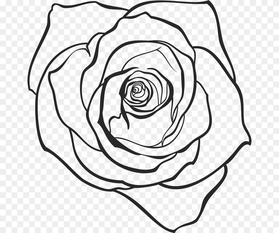 Drawn Rose, Flower, Plant, Art, Drawing Free Png