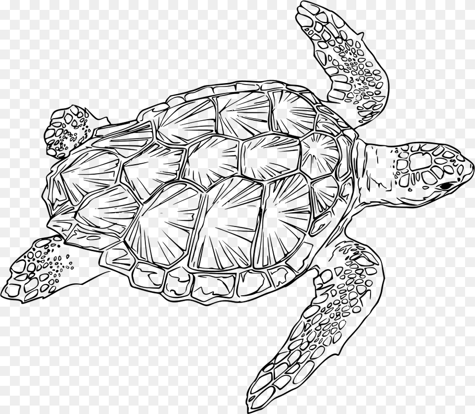 Drawn Sea Turtle Loggerhead Turtle Sea Turtle Line Art, Gray Free Png Download