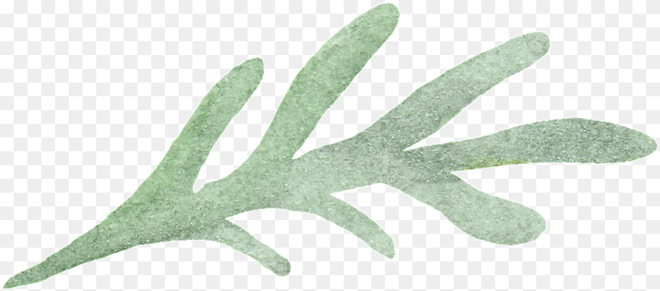 Drawn Seaweed Transparent Grass, Plant, Leaf, Home Decor, Herbs Free Png Download