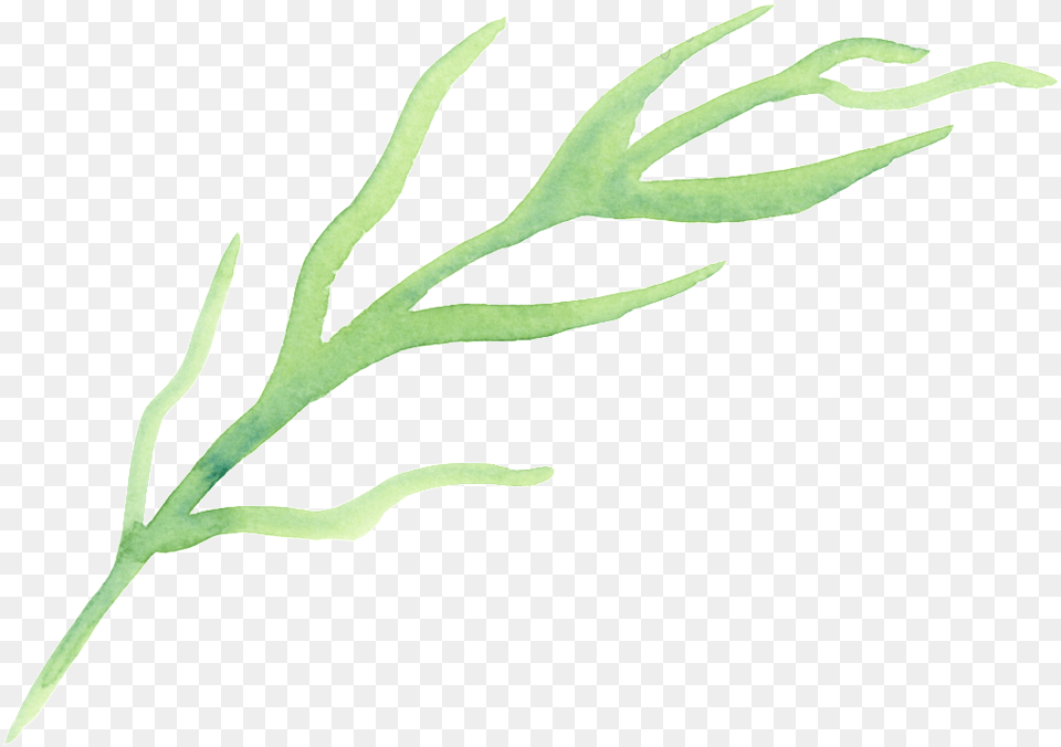 Drawn Seaweed Transparent Seaweed, Grass, Plant, Leaf, Fern Png Image