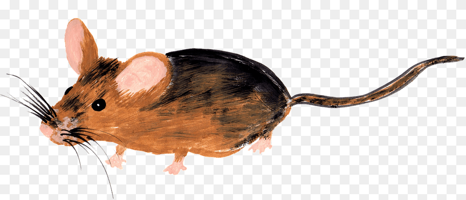 Drawn Sketchchildren39s Book Stockxchng, Animal, Mammal, Rodent, Rat Free Png