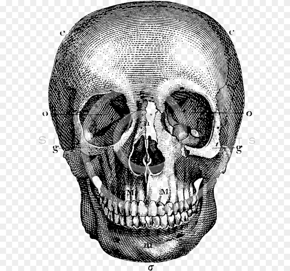 Drawn Skull Vintage Skull Drawing Old, Coil, Spiral, Disk Png