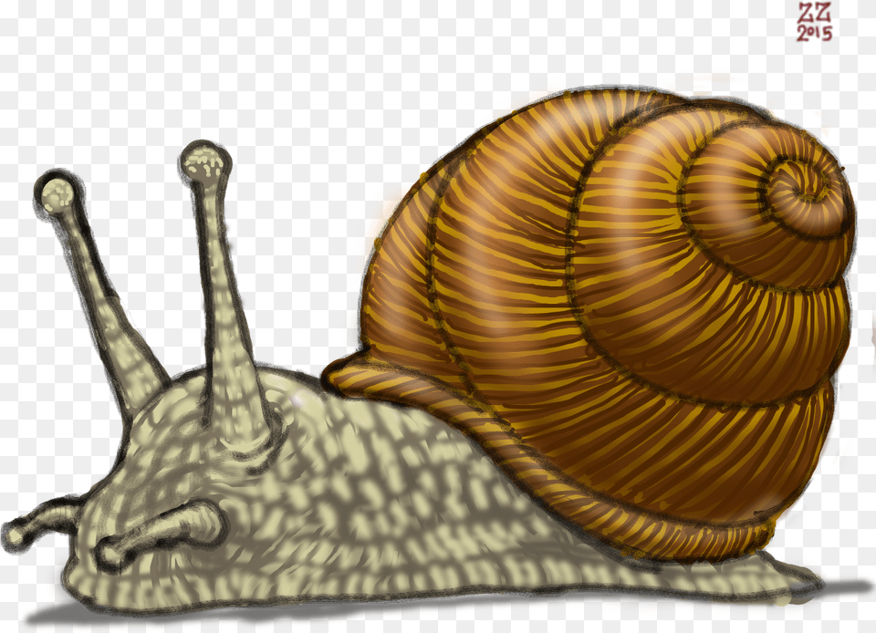 Drawn Snail Drawing Snail Drawing, Animal, Invertebrate Free Transparent Png