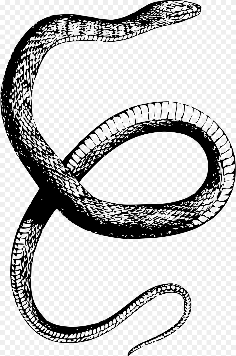 Drawn Snake Snake Snake Drawing Transparent, Gray Png Image